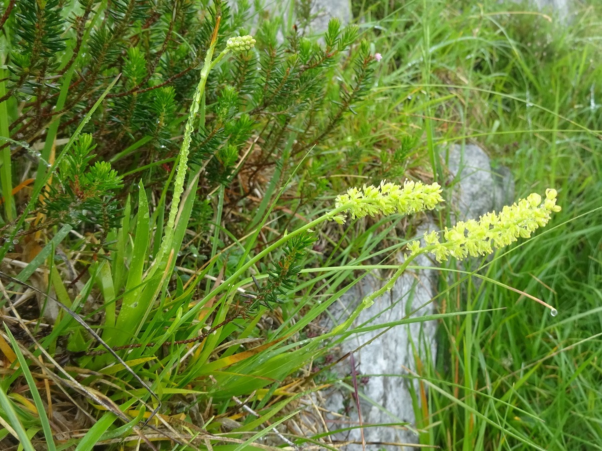 Tofieldia calyculata (Tofieldiaceae)